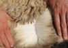 Call for assistance from Lesotho wool and mohair industry