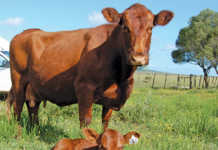Better cow management