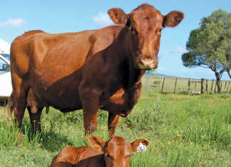 Better cow management