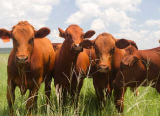 Animal disease experts from Africa to get specialist training Beef cattle