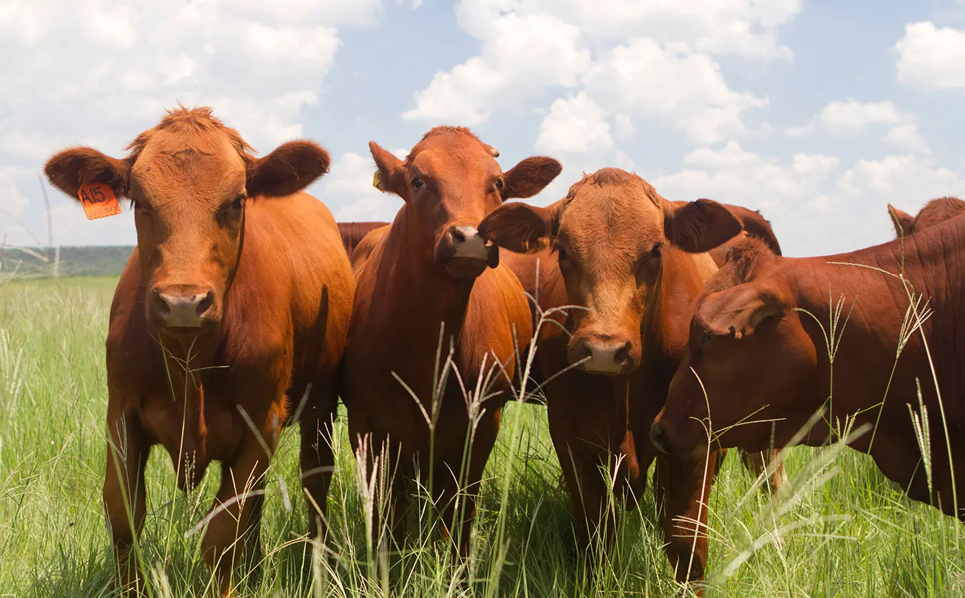Beef cattle