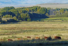 Agri leaders respond to recommendation to amend Constitution Agri leaders respond to recommendation to amend Constitution