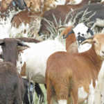 Damara sheep