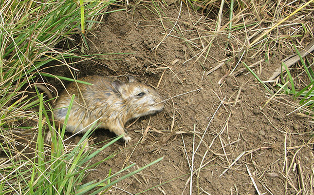Watch out for gerbils during summer grain production season