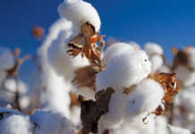 Cotton and mohair sectors to promote local consumption Cotton and mohair sectors to promote local consumption