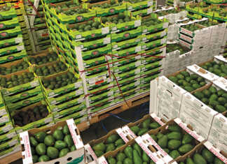Avocados