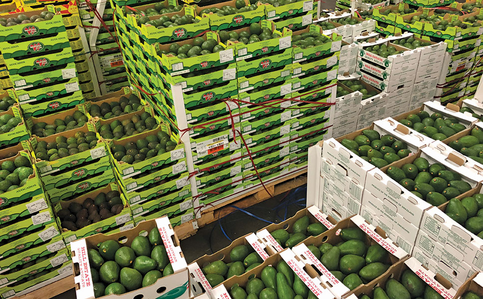 Avocados