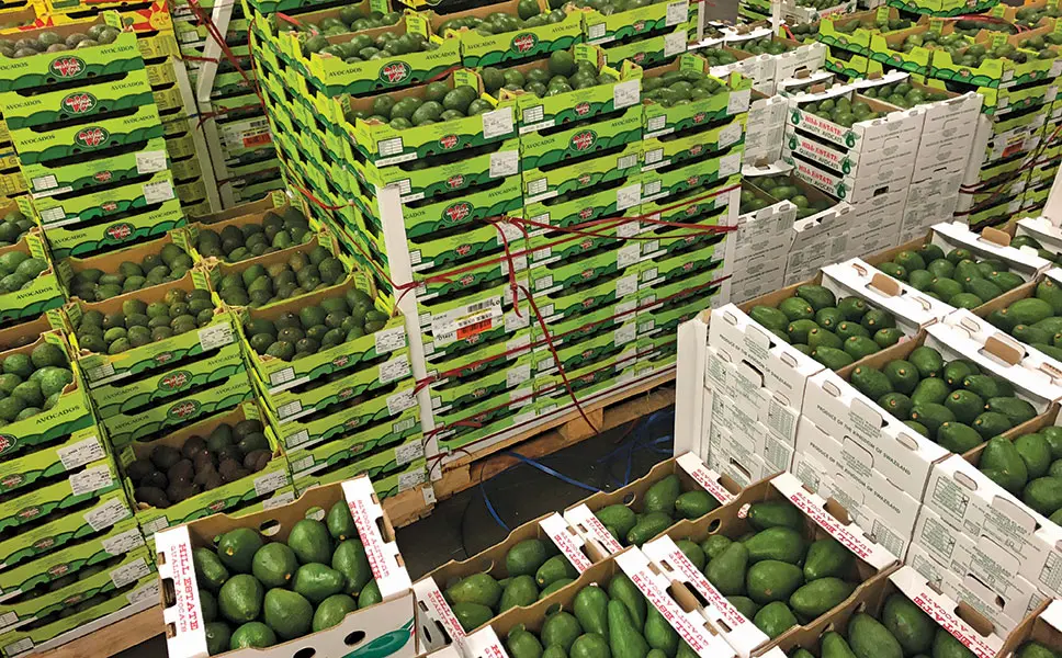 Avocados
