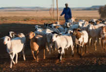 Farmers urged to participate in the Producer/Farmer Register Farmers urged to participate in the Producer/Farmer Register