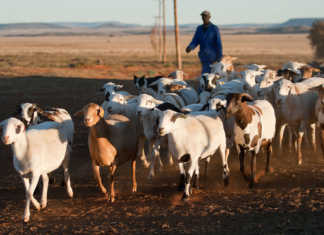 Farmers urged to participate in the Producer/Farmer Register