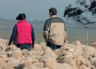 Gloomy SA needs happy farmers