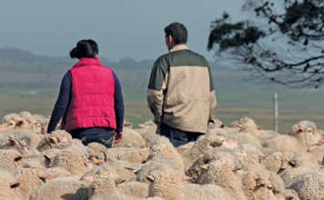 Gloomy SA needs happy farmers