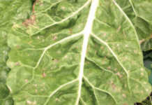 Necrotic spots developed on this Swiss chard