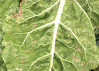 Necrotic spots developed on this Swiss chard