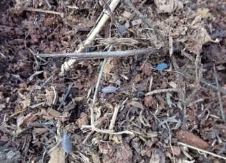 Organic soil matter