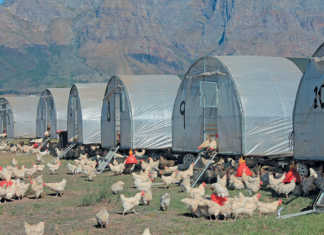 Chicken farmer thriving on a wine estate
