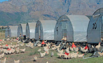 Chicken farmer thriving on a wine estate