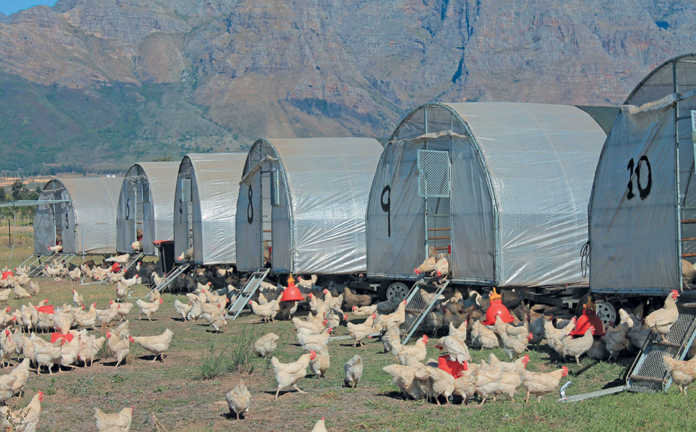 Chicken farmer thriving on a wine estate