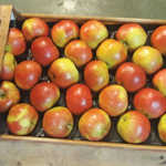 Learning from apple growers in Poland