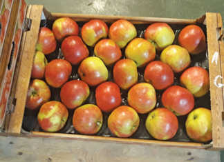 Learning from apple growers in Poland