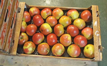 Learning from apple growers in Poland