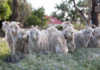 For the love of Mohair Angora Goats