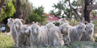 Angora Goats
