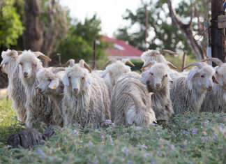 Angora Goats