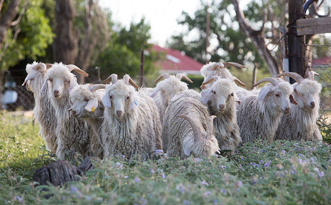 For the love of Mohair For the love of Mohair