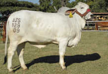 Cattle branding