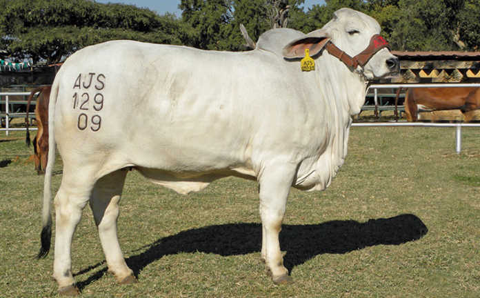 Cattle branding