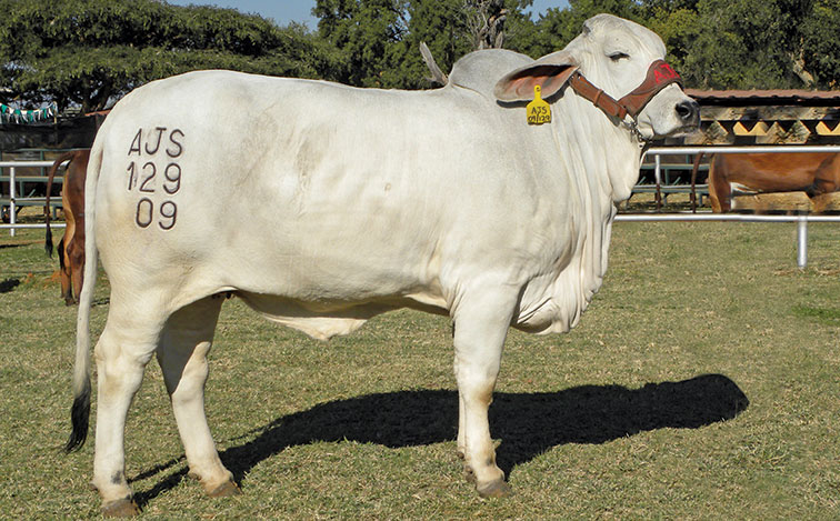 Cattle branding: how to get it right every time Cattle branding: how to get it right every time