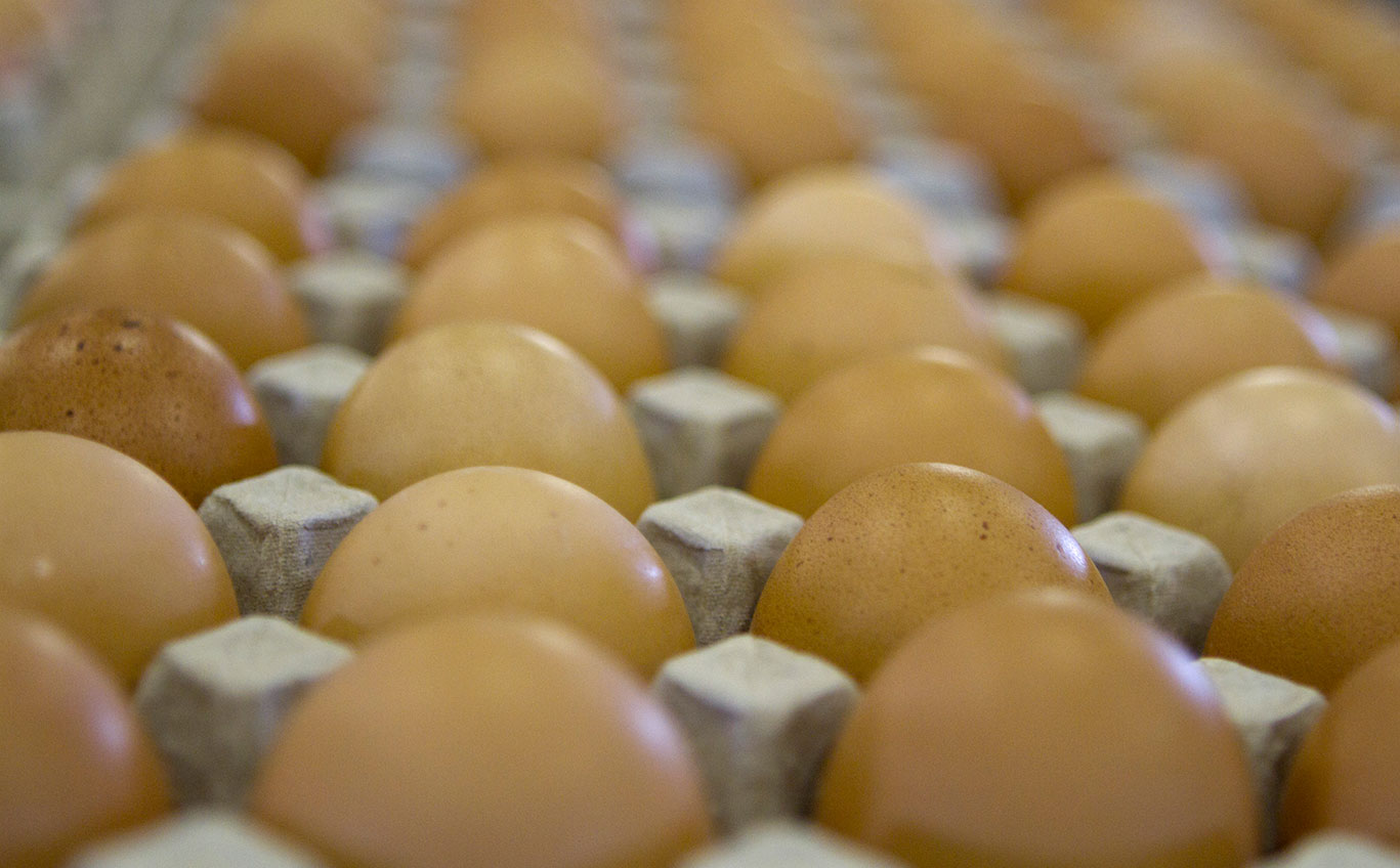 ‘Egg imports continuing despite the local market’s recovery’