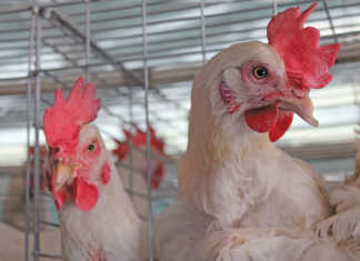 New vaccine for infectious bronchitis in poultry New vaccine for infectious bronchitis in poultry
