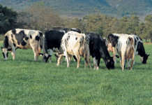 Western Cape dairy farm ‘milks’ the sun’s energy Western Cape dairy farm ‘milks’ the sun’s energy