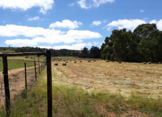 Land reform failure: a strategic plot?