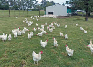 Only cage-free eggs for Famous Brands by 2025