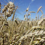 Farm on the stock market, and increase your profits