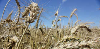 Farm on the stock market, and increase your profits