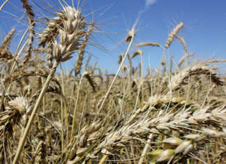 Farm on the stock market, and increase your profits