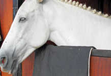 Treating nosebleeds in horses
