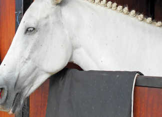 Treating nosebleeds in horses