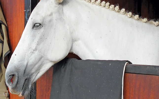 Treating nosebleeds in horses Treating nosebleeds in horses