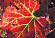 Leafroll virus