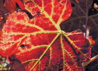 Leafroll virus