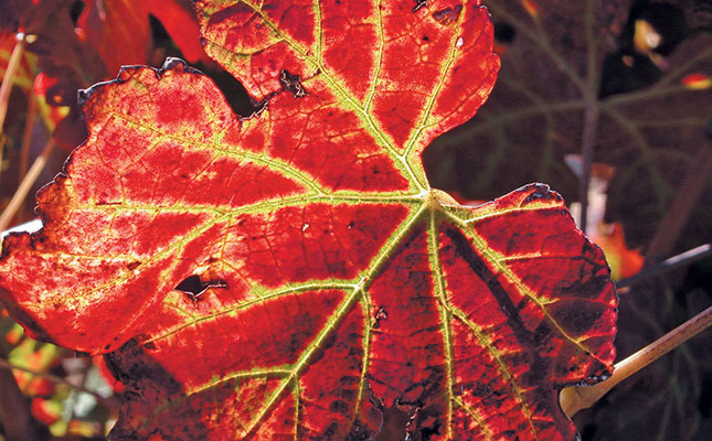 Leafroll virus in vines can be beaten – here’s how Leafroll virus in vines can be beaten – here’s how