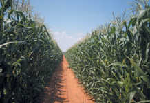 New screening method for charcoal rot-resistant maize New screening method for charcoal rot-resistant maize