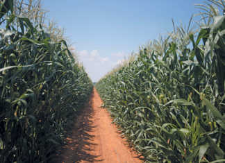 New screening method for charcoal rot-resistant maize New screening method for charcoal rot-resistant maize