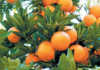 Season of records for citrus production in SA