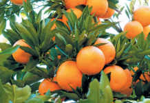 Season of records for citrus production in SA Season of records for citrus production in SA